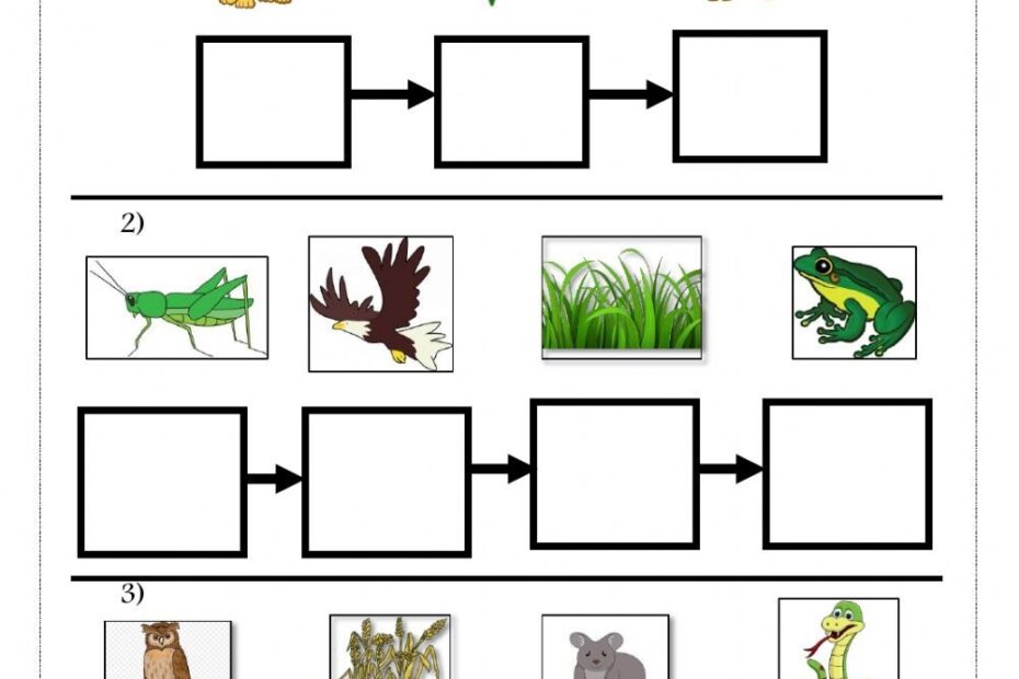 Food Chain Printables And Worksheets For Kindergarten And First Grade