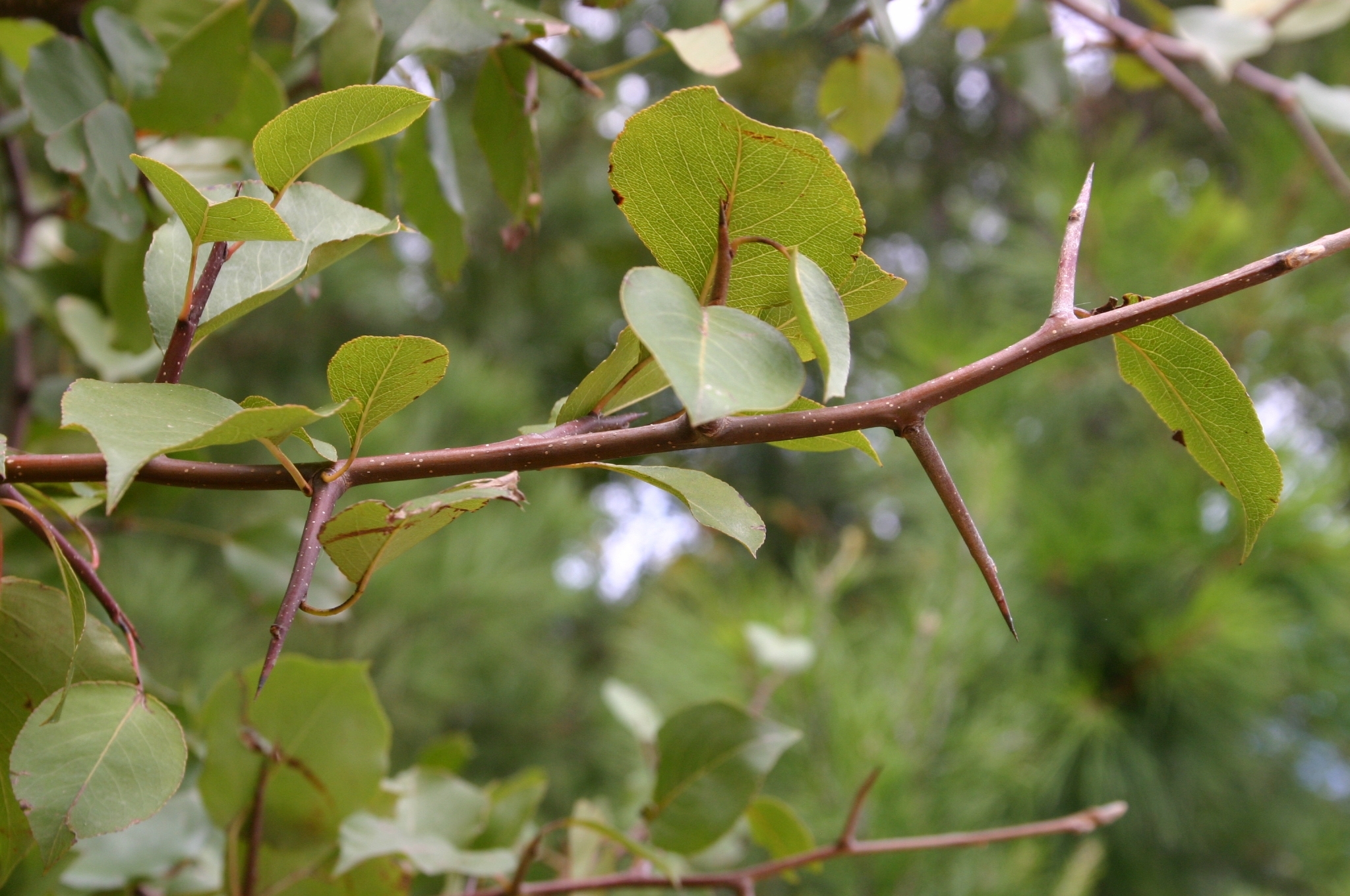 pictures of fruit trees with thorns