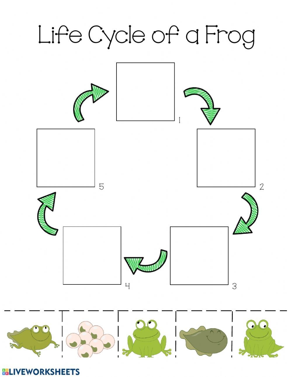 Free Frog Life Cycle Printable
