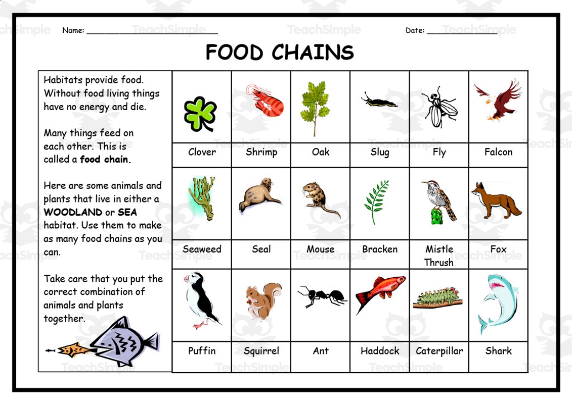 food chain printable activities