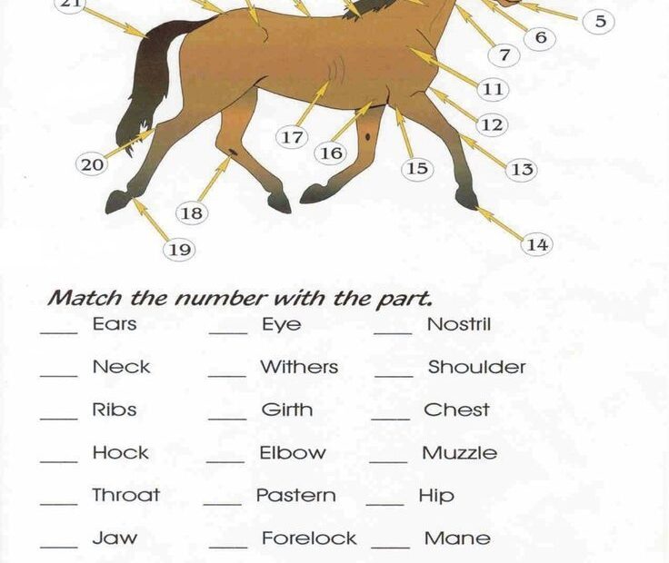 Free Printable Horse Activity Sheets