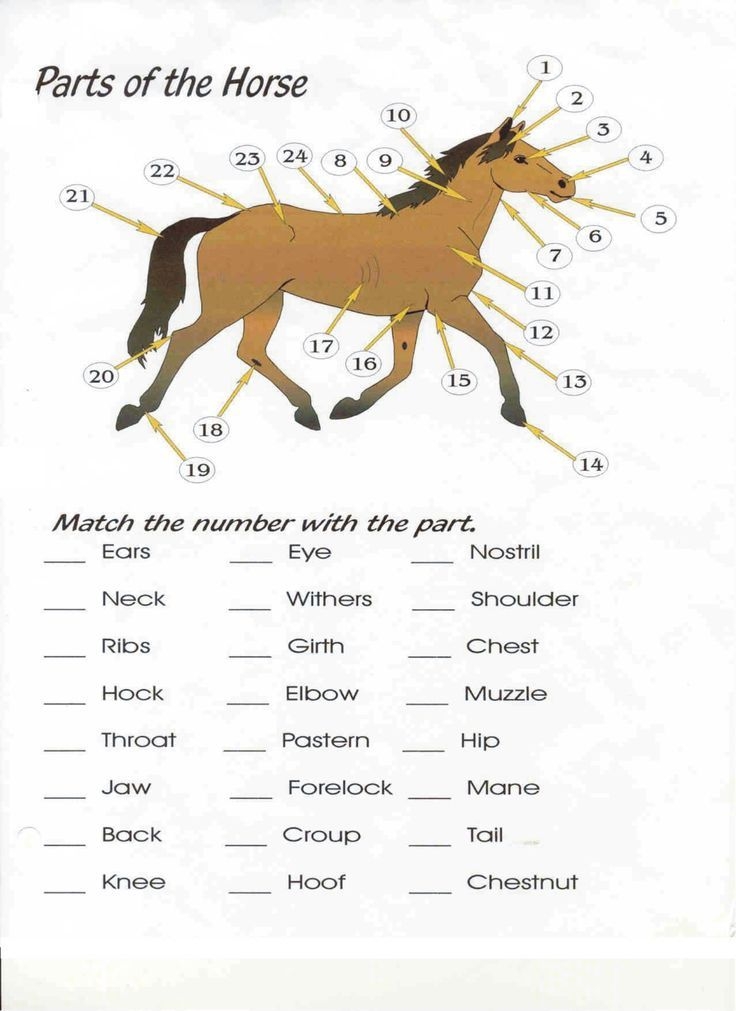 Free Printable Horse Activity Sheets
