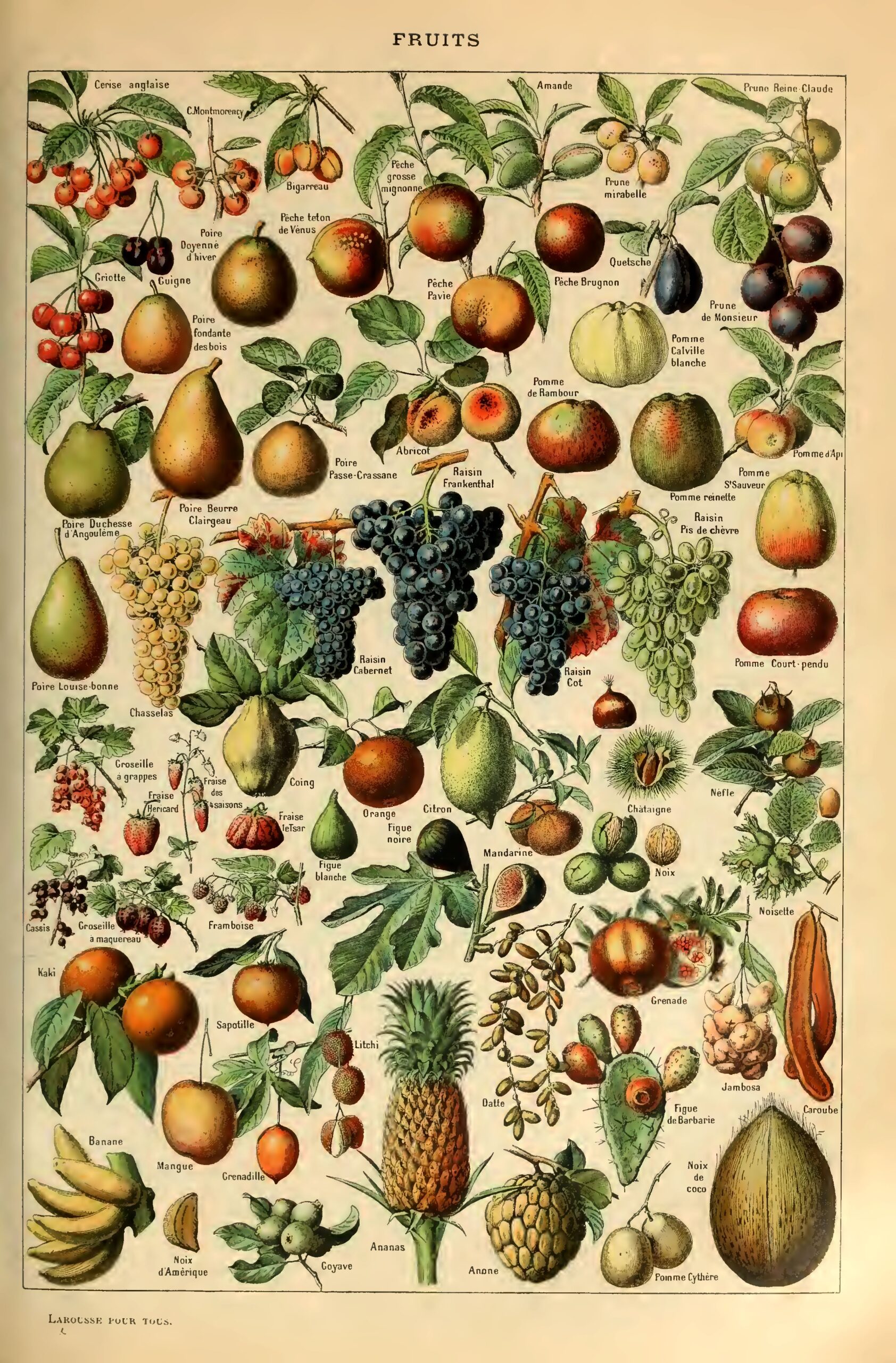 print fruit pictures