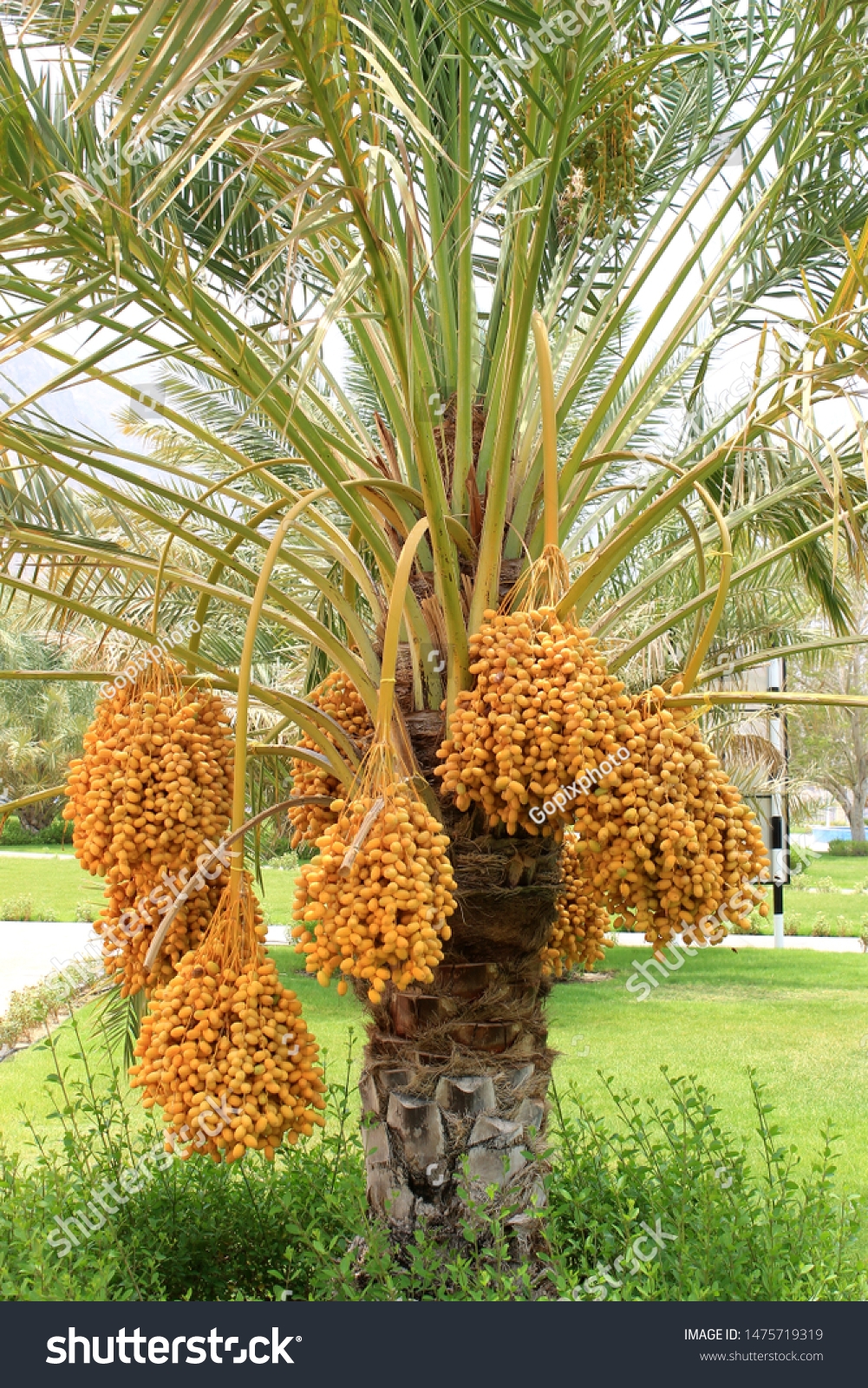 date fruit tree picture