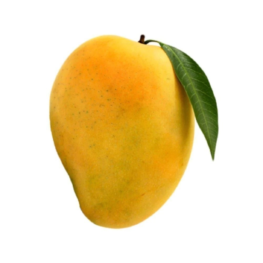 Fresh Mango Fruit At 110 kg Alphonso Mangoes In Kolkata ID 2855795398312