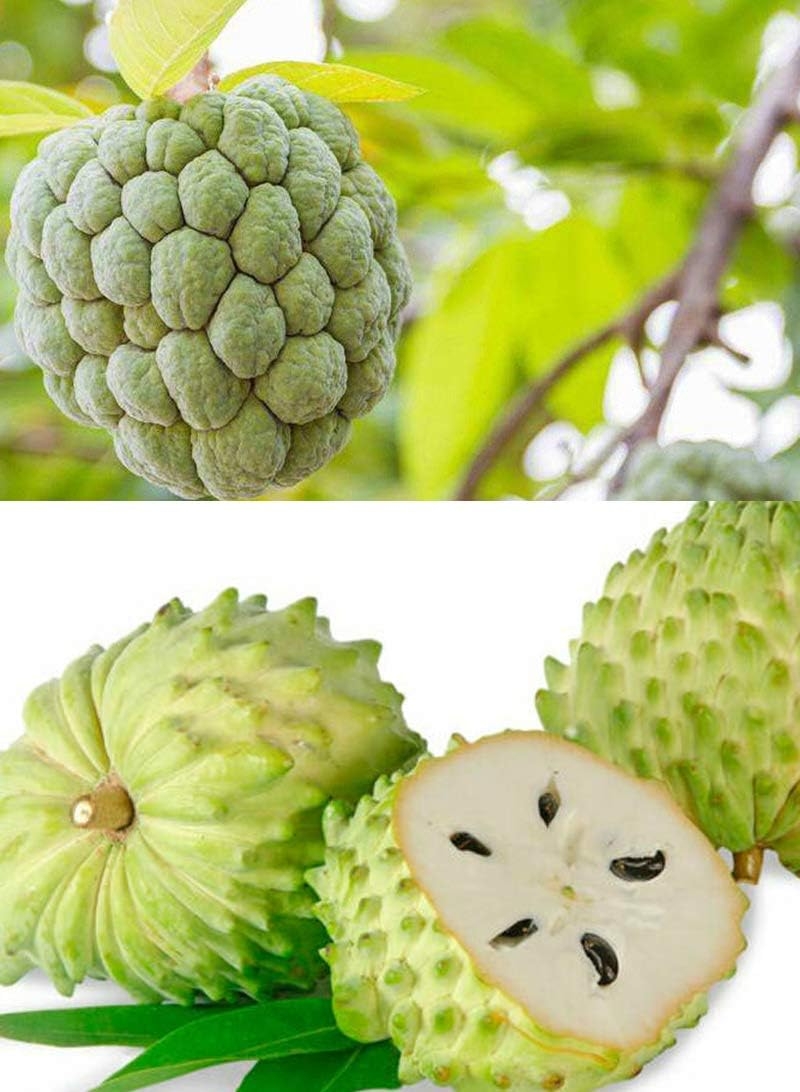 Fresh Soursop Graviola Guanabana Fruit Tree Seeds Kuwait Ubuy