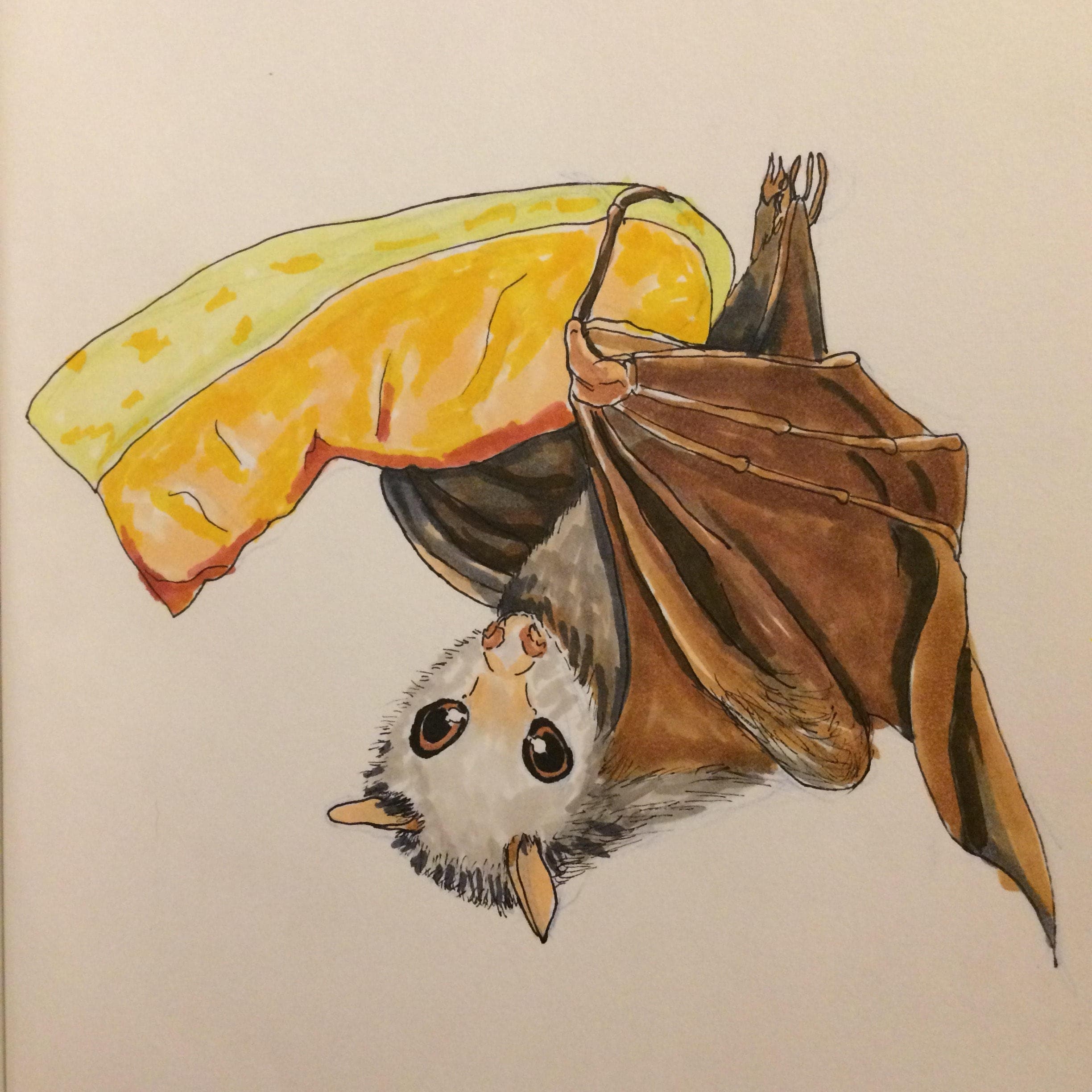 fruit bat pictures