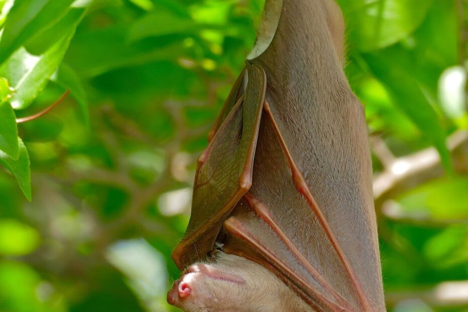 Fruit Bat Mammal Britannica