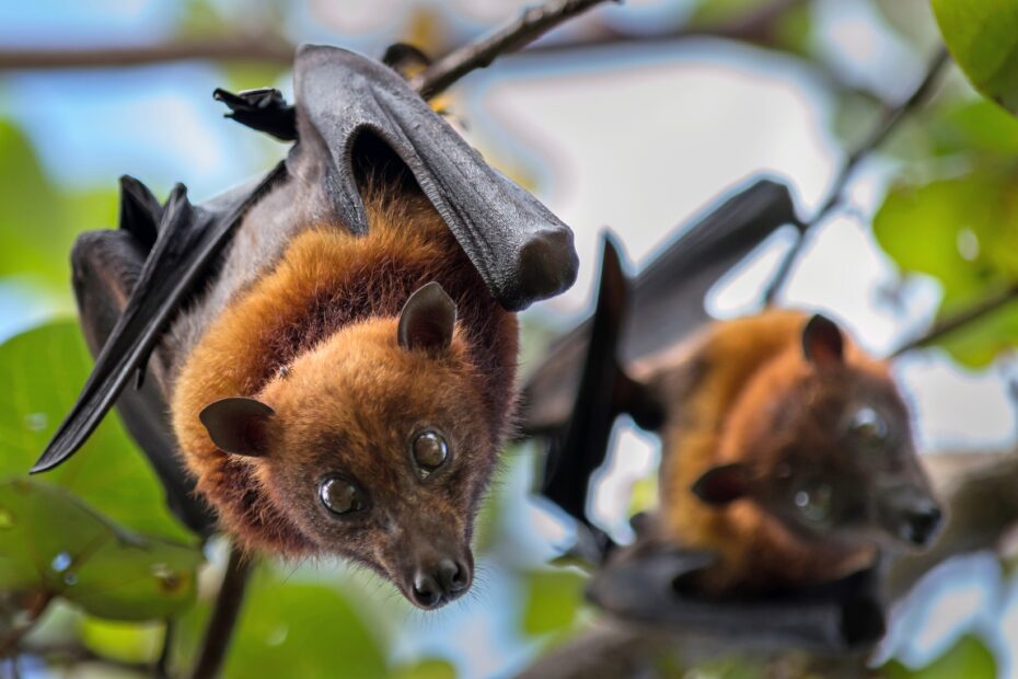 Fruit Bats National Park Of American Samoa U S National Park Service