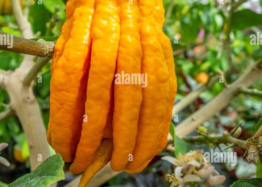Fruit Buddha Hand Citrus Medica Var Sarcodactylis Fruits Stock Photo Alamy