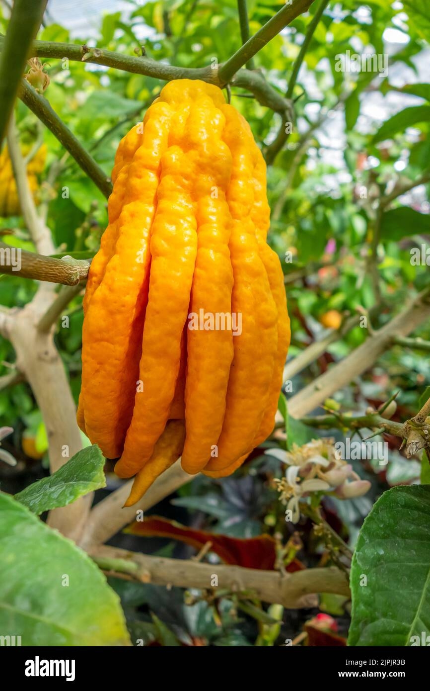 Fruit Buddha Hand Citrus Medica Var Sarcodactylis Fruits Stock Photo Alamy