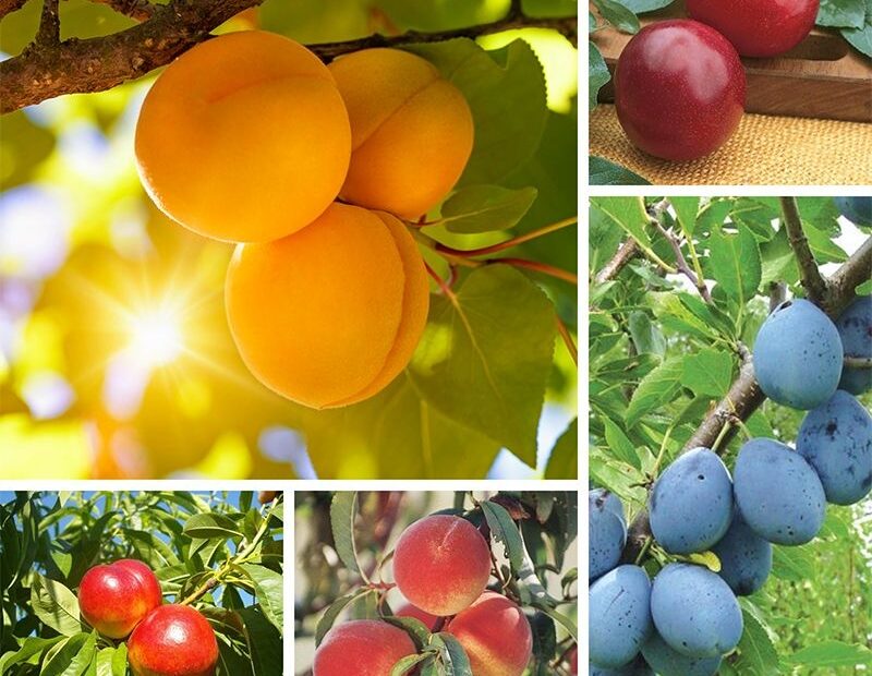 Fruit Cocktail Tree Stark Bro s