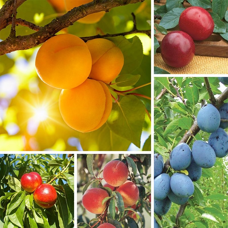 Fruit Cocktail Tree Stark Bro s