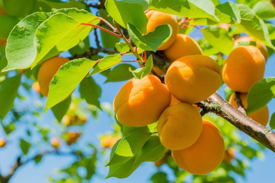 Fruit Definition Description Types Examples U0026 Facts Britannica