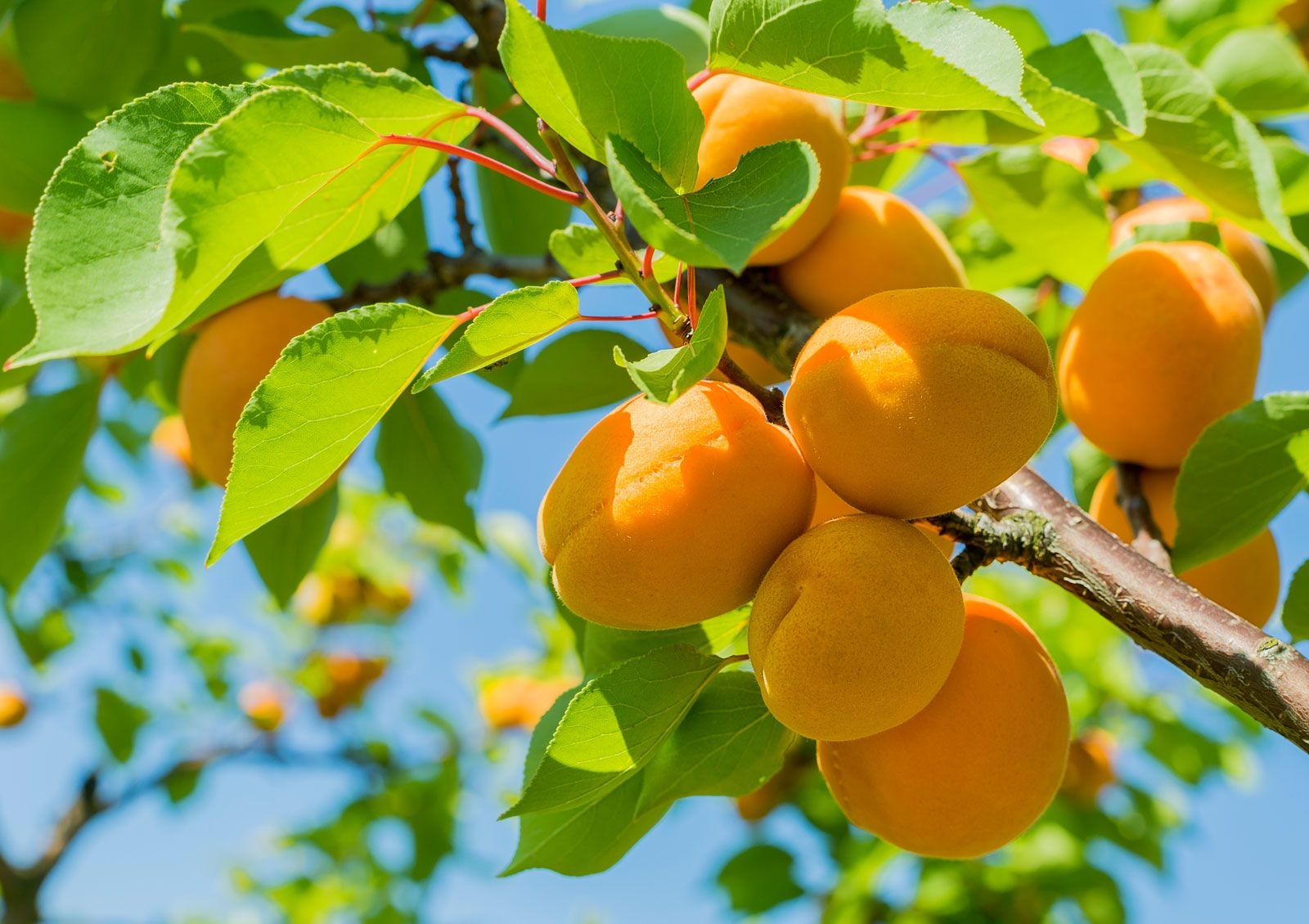 Fruit Definition Description Types Examples U0026 Facts Britannica