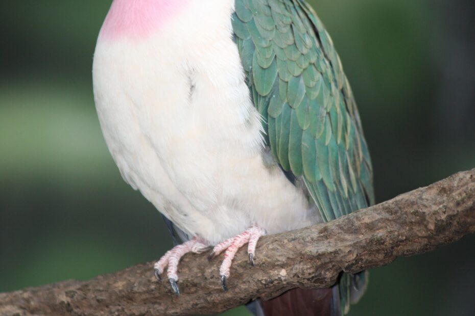Fruit Dove Wikipedia