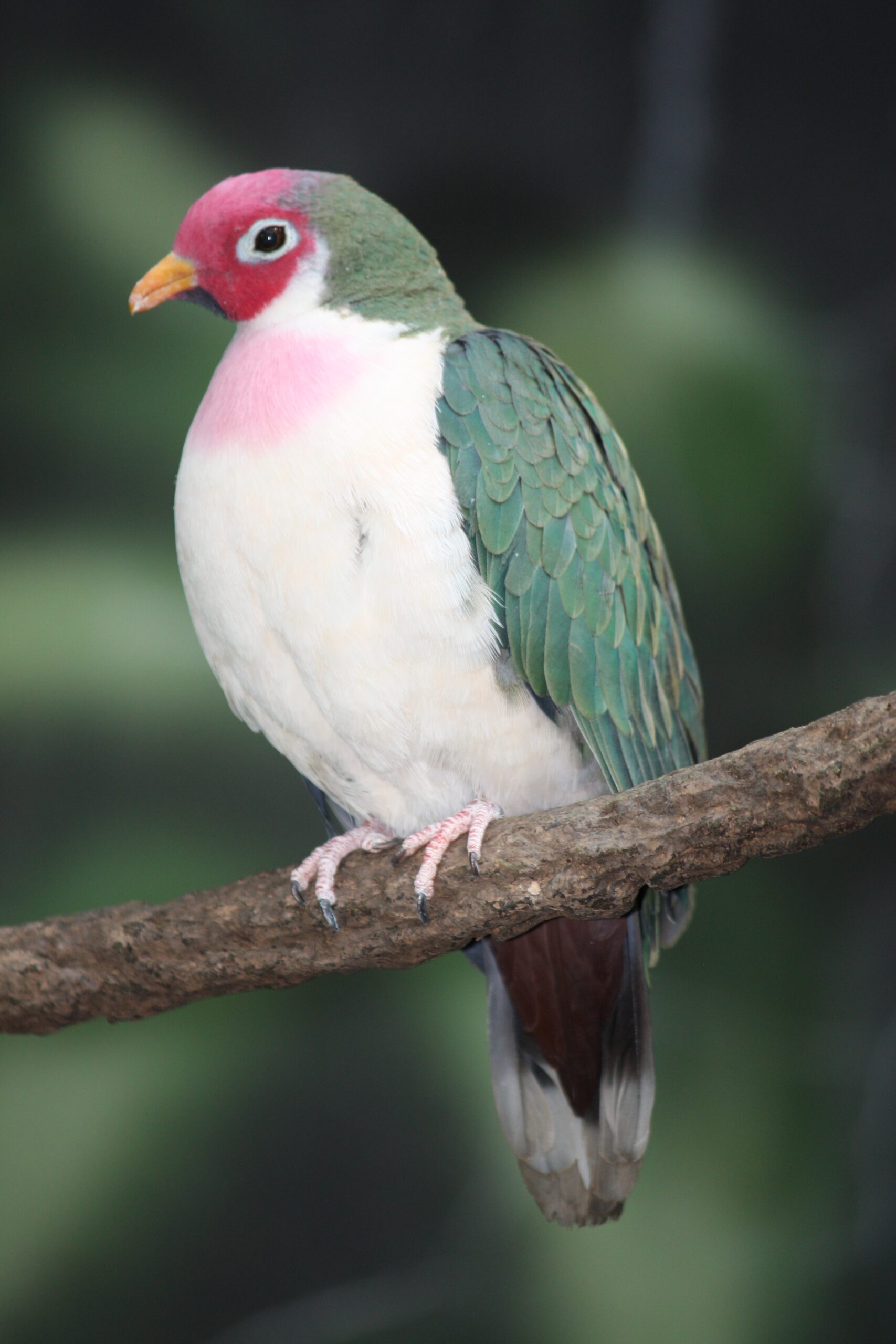 Fruit Dove Wikipedia