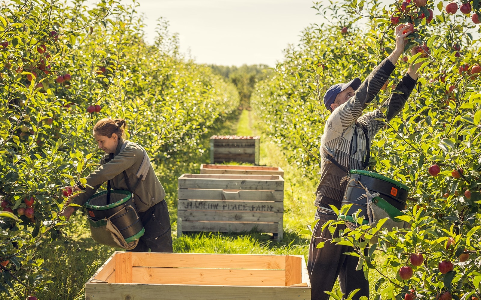 fruit farm pictures