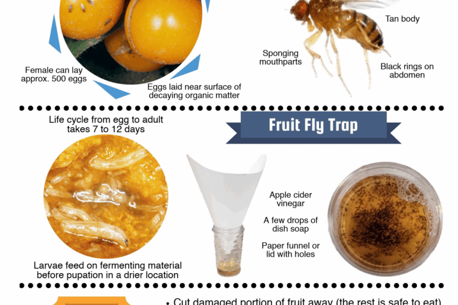 Fruit Flies And Fungus Gnats JenResources