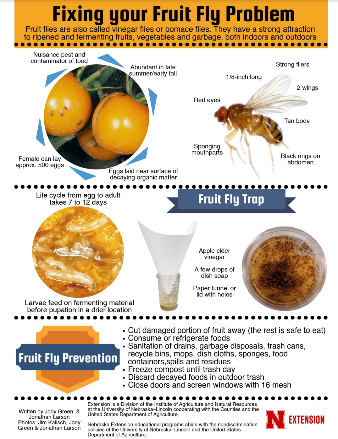 Fruit Flies And Fungus Gnats JenResources