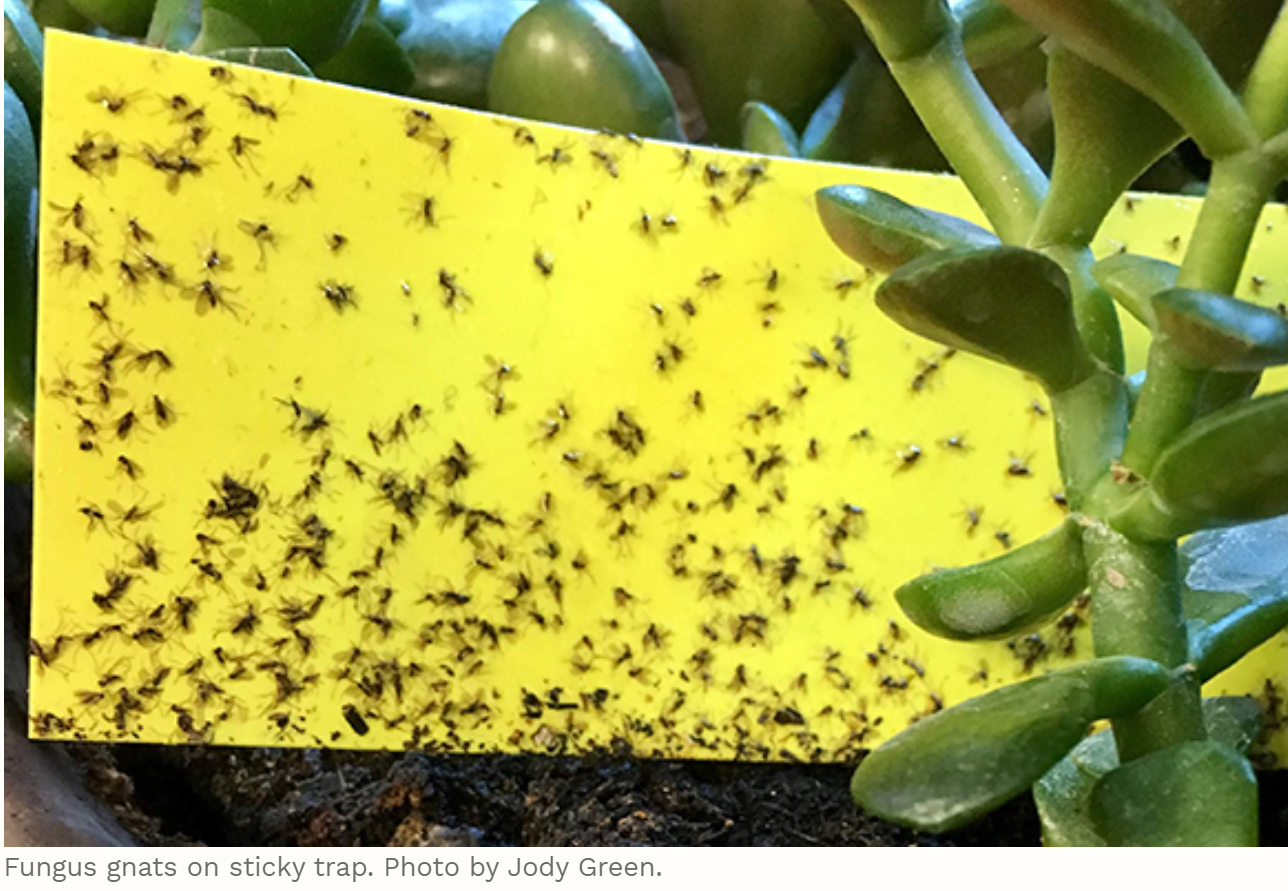 pictures of gnats and fruit flies
