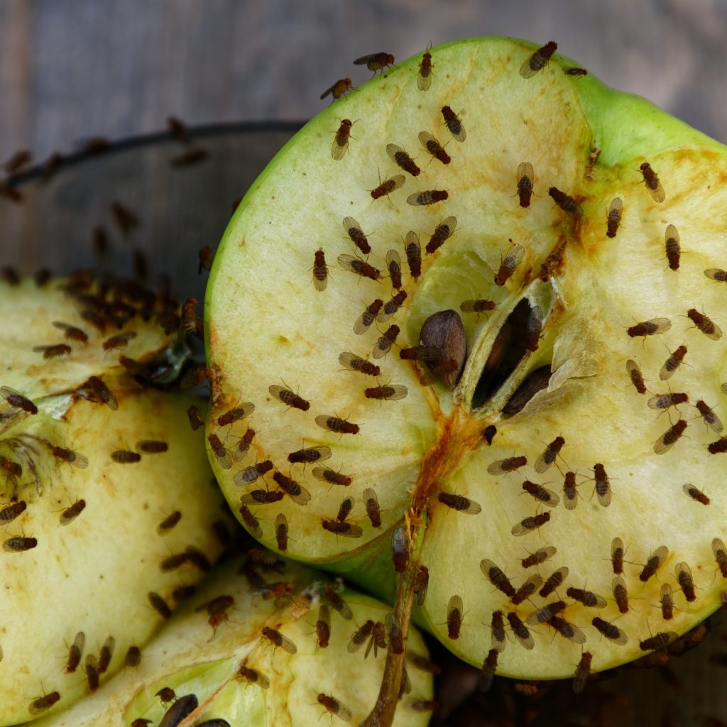 Fruit Flies And Gnats What s The Difference Get Rid Of Them