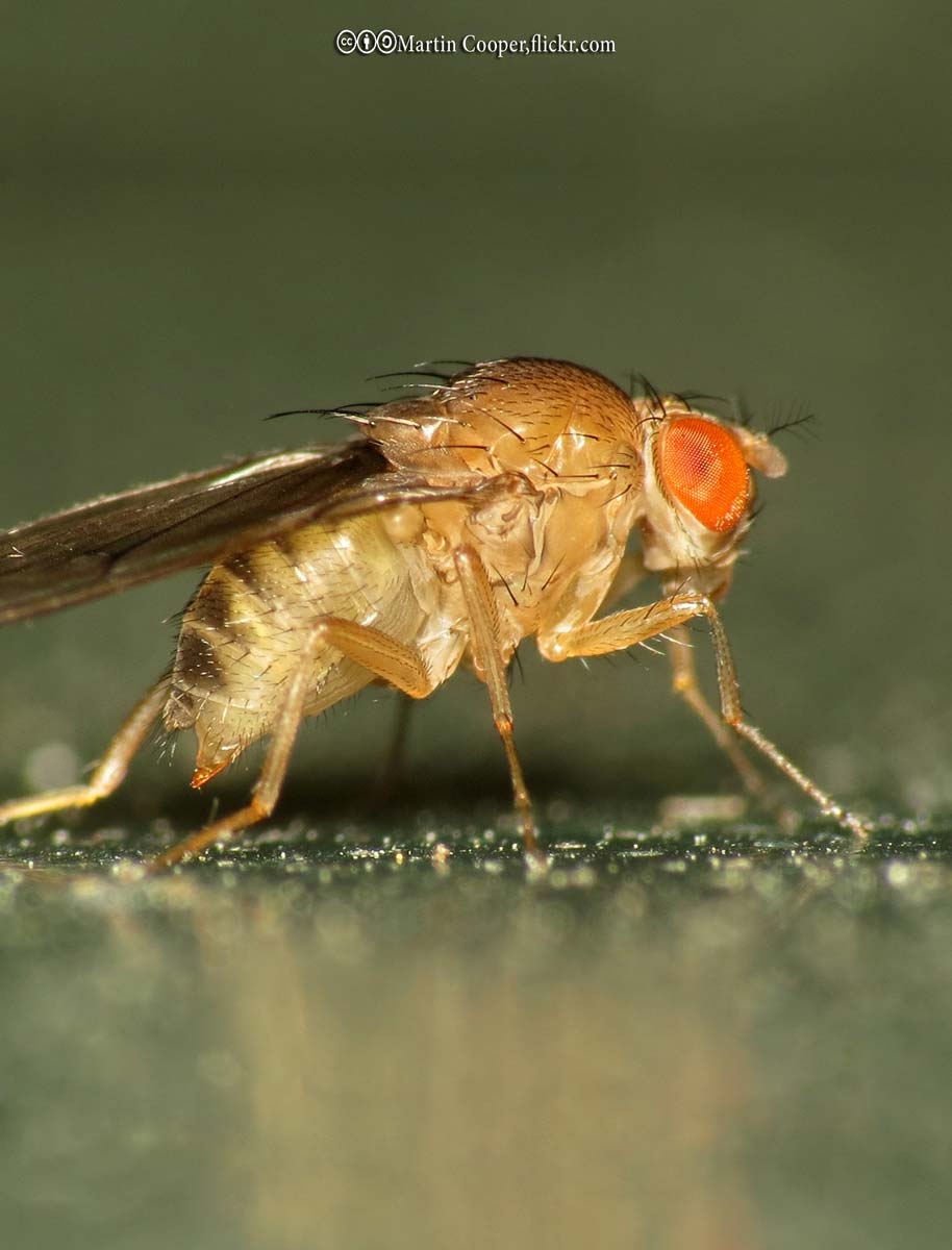 fruit fly picture