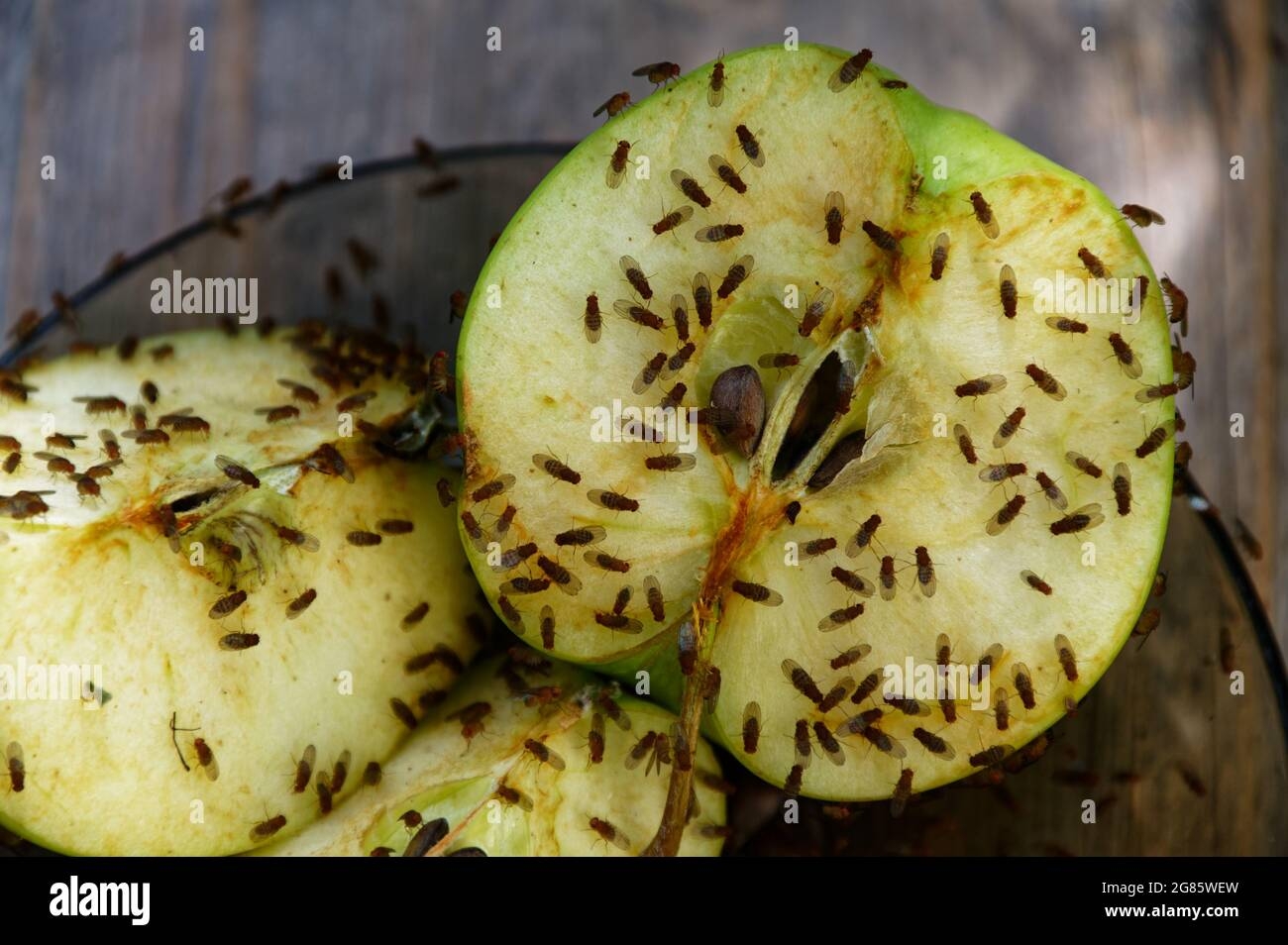 Fruit Flies Hi res Stock Photography And Images Alamy