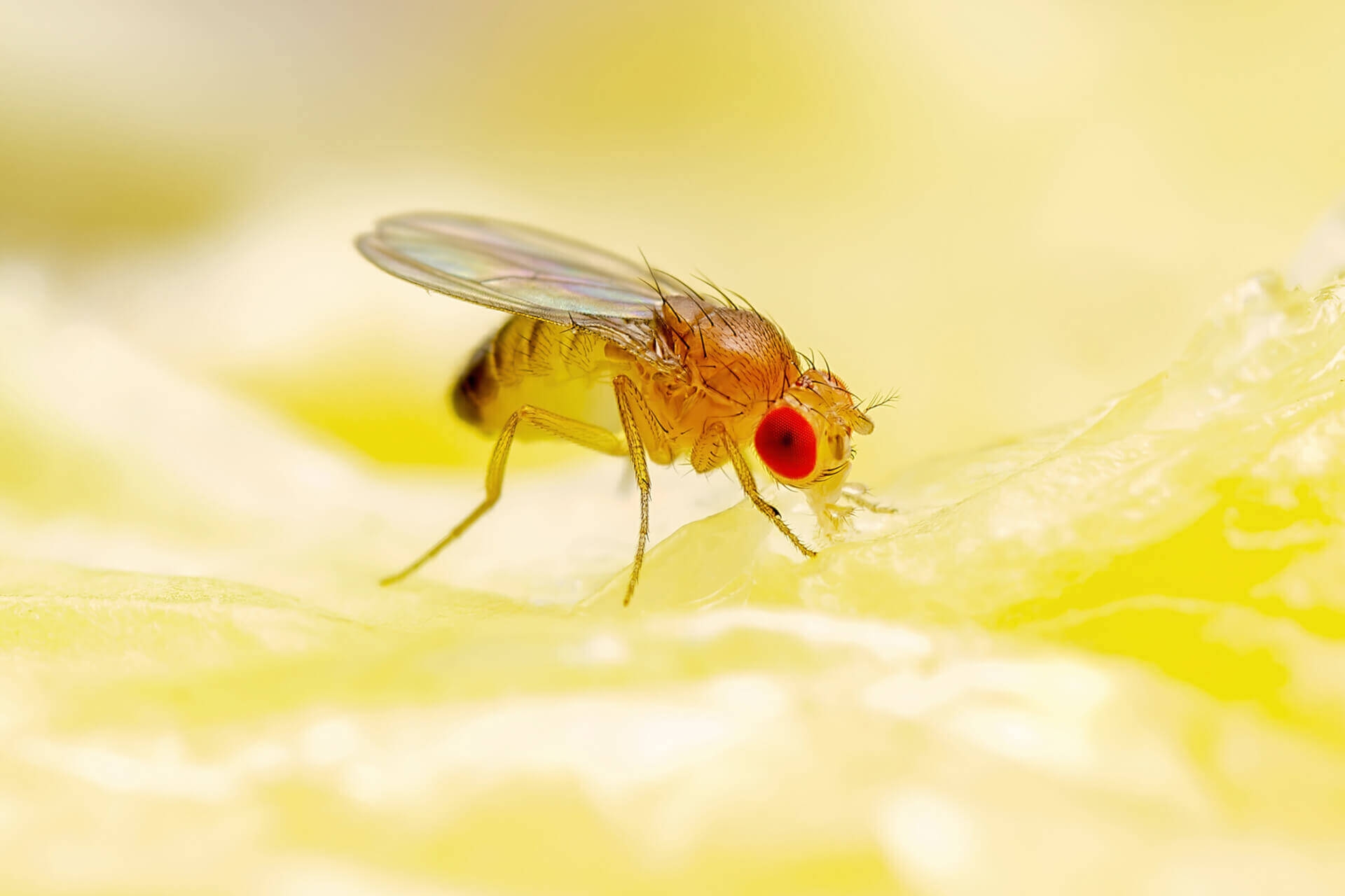 Fruit Flies Quick Tips To Prevent And Eliminate Infestations Western Pest