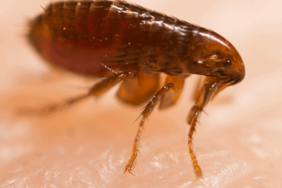 Fruit Flies Vs Fleas Key Differences Risks And Control Tips ProCraft Pest Control