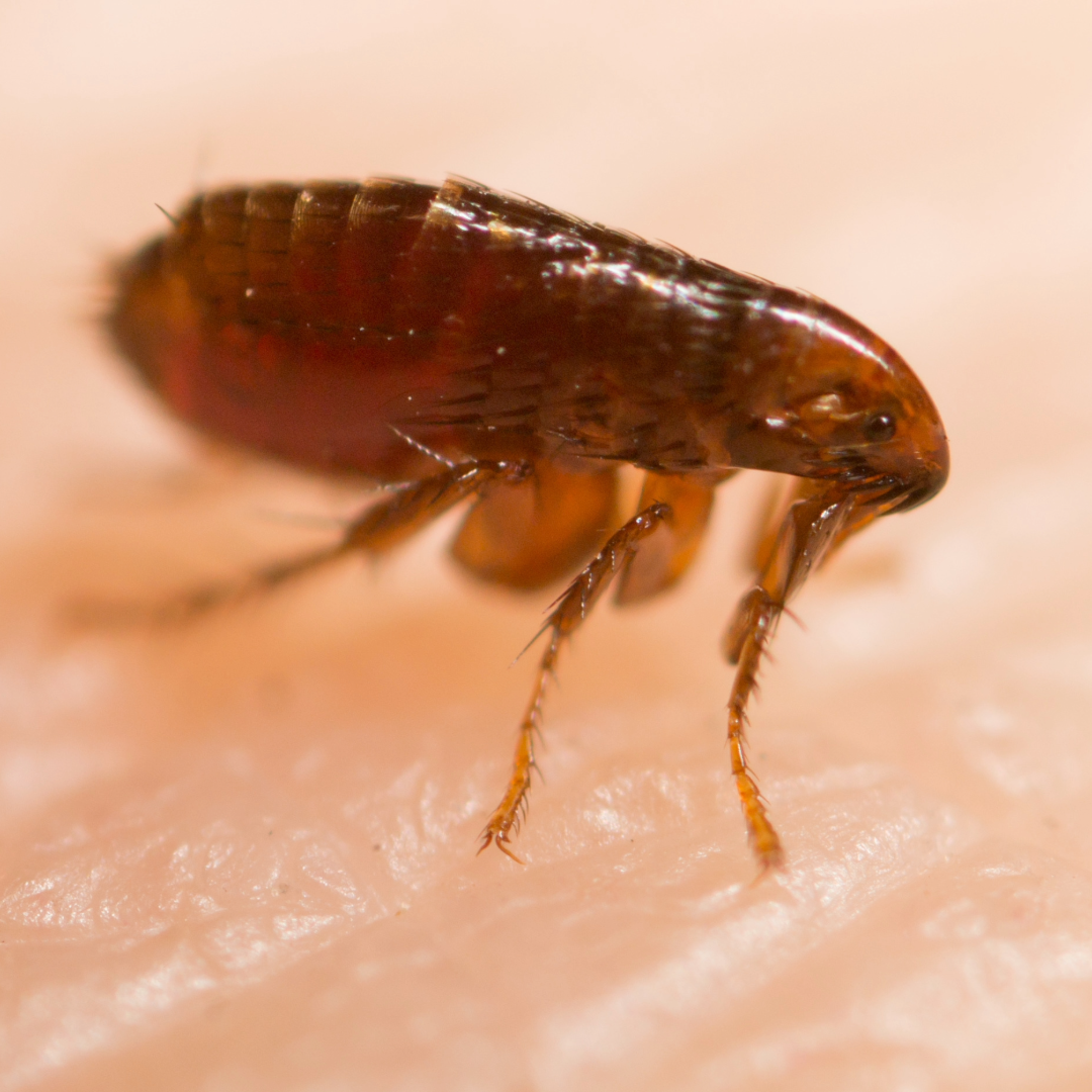 Fruit Flies Vs Fleas Key Differences Risks And Control Tips ProCraft Pest Control