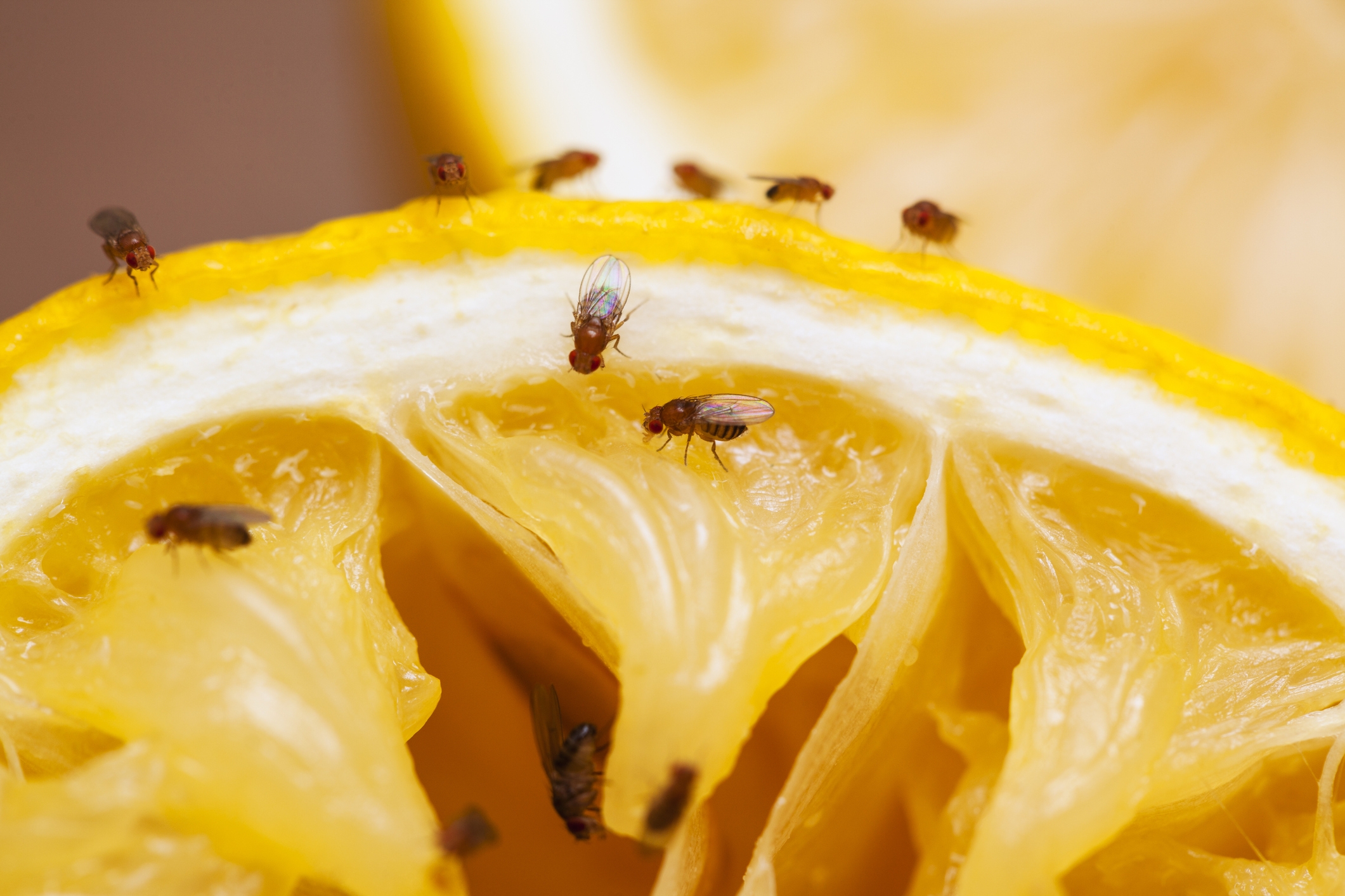 Fruit Flies Vs Gnats The Bug Master Pest Control