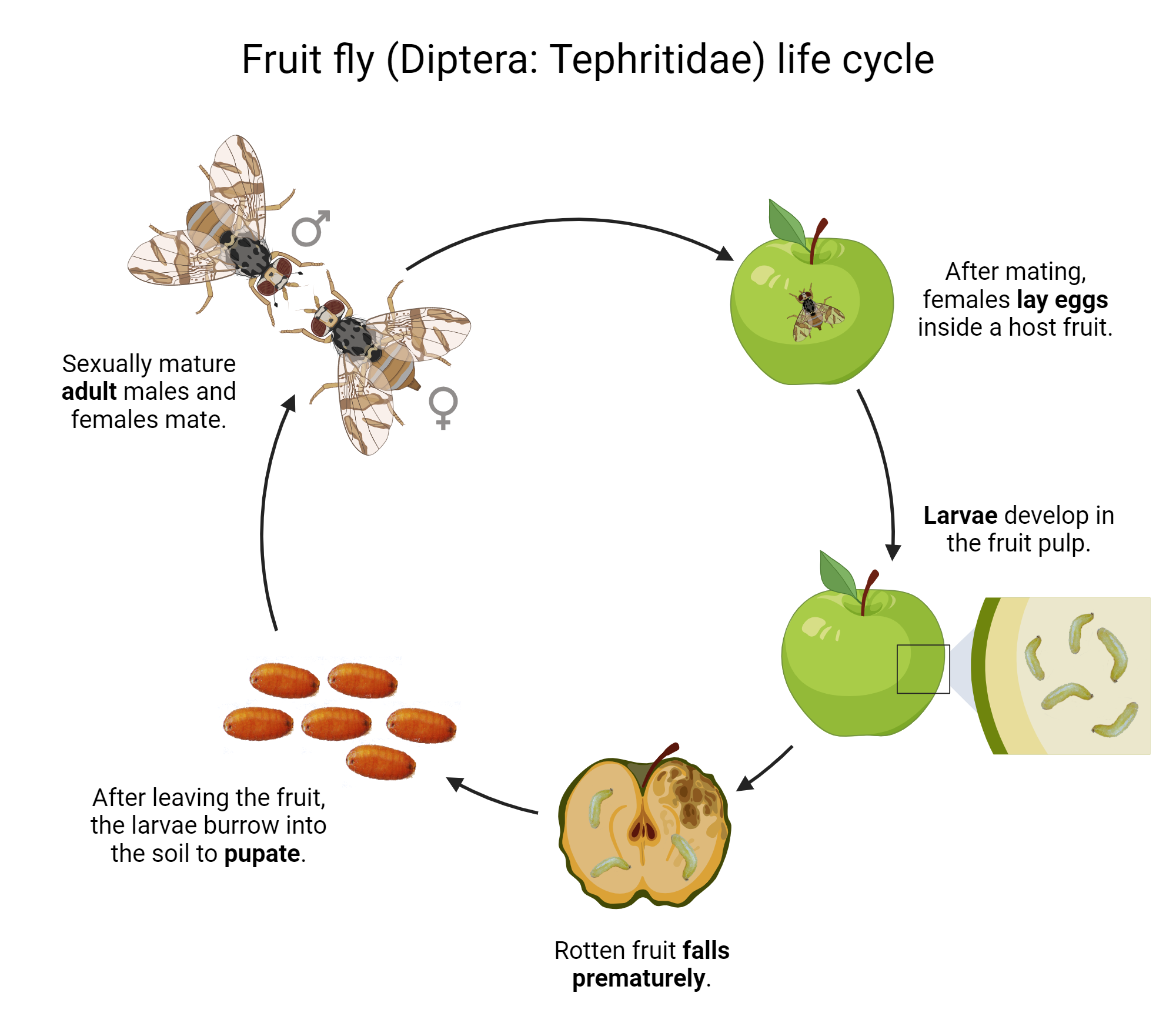 Fruit Fly Diptera Tephritidae Life Cycle BioRender Science Templates