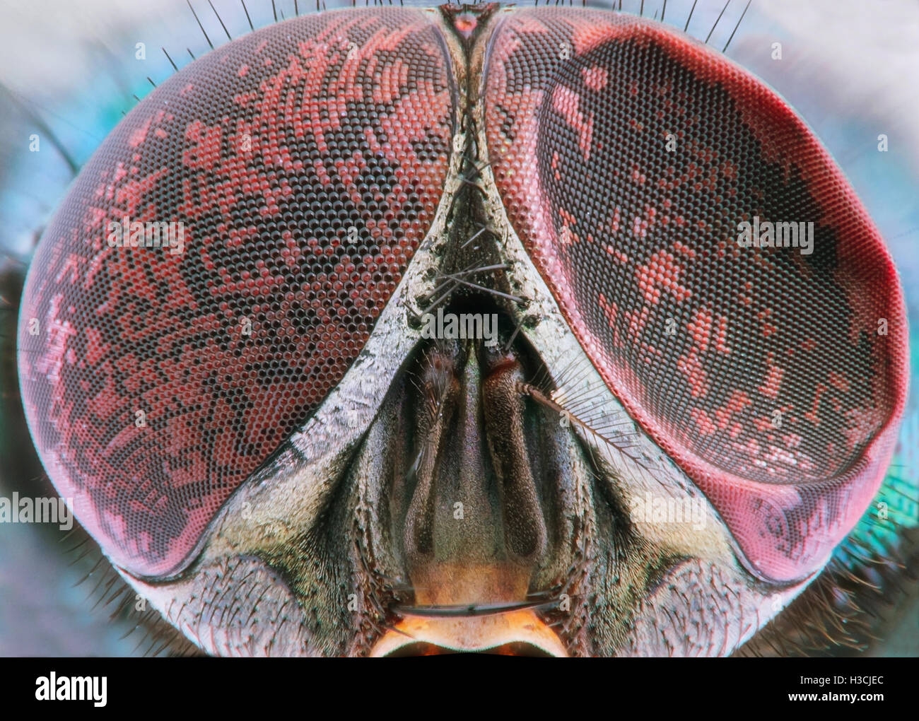 close up picture of fruit fly