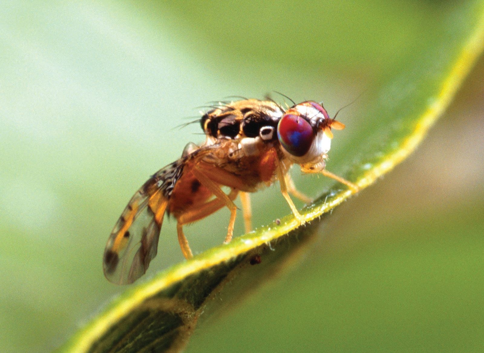 Fruit Fly Infestation U0026 Spray Britannica