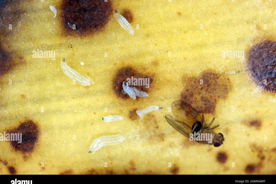 Fruit Fly Larvae Hi res Stock Photography And Images Alamy