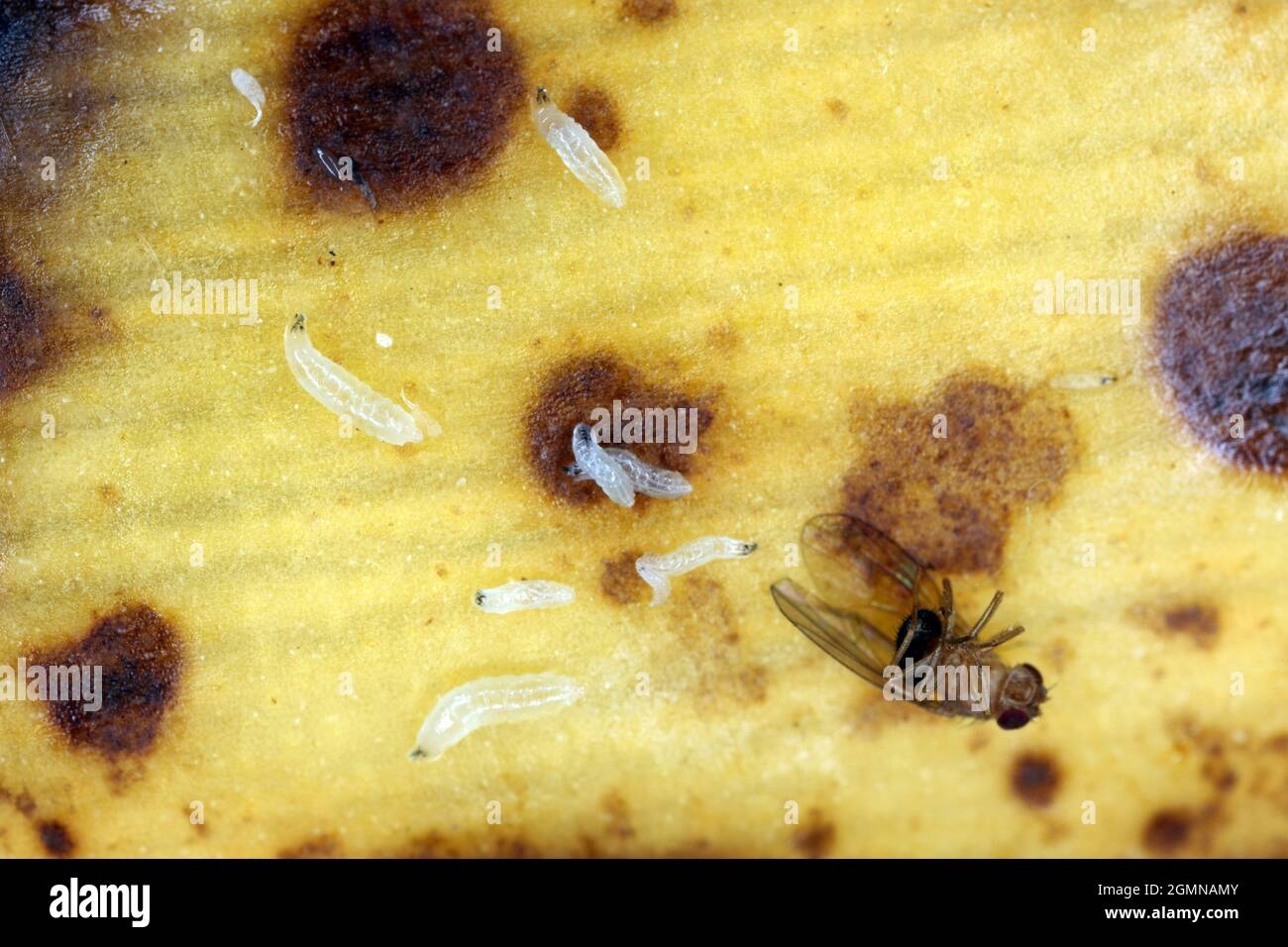 fruit fly eggs pictures