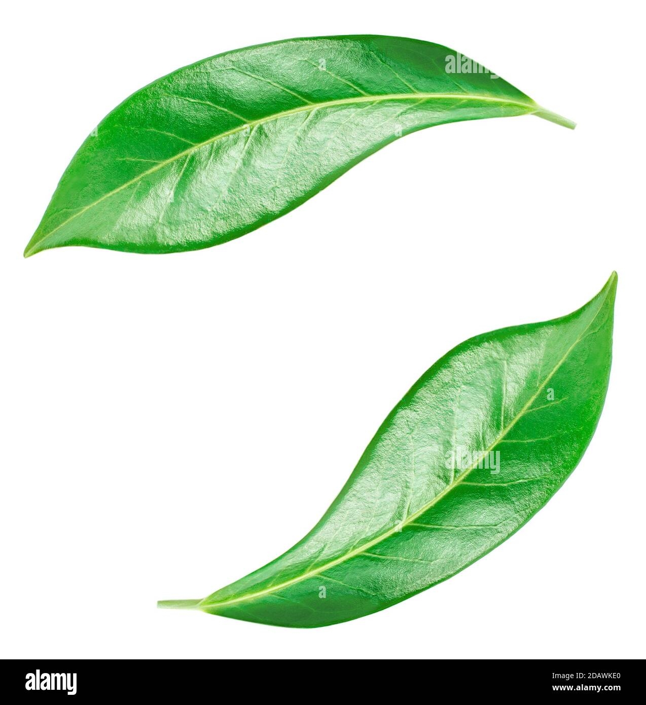 Fruit Leaves Hi res Stock Photography And Images Alamy