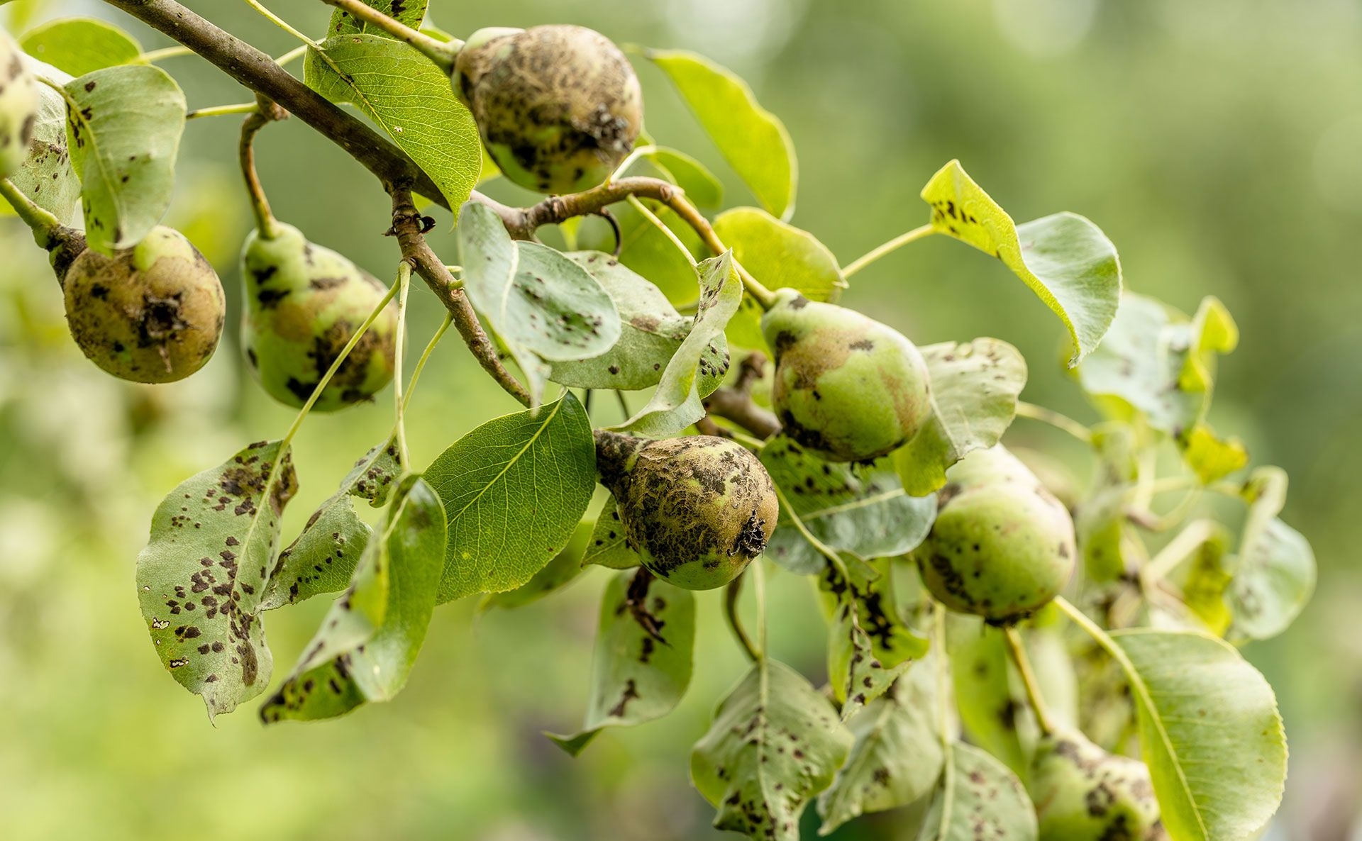 fruit tree fungus pictures
