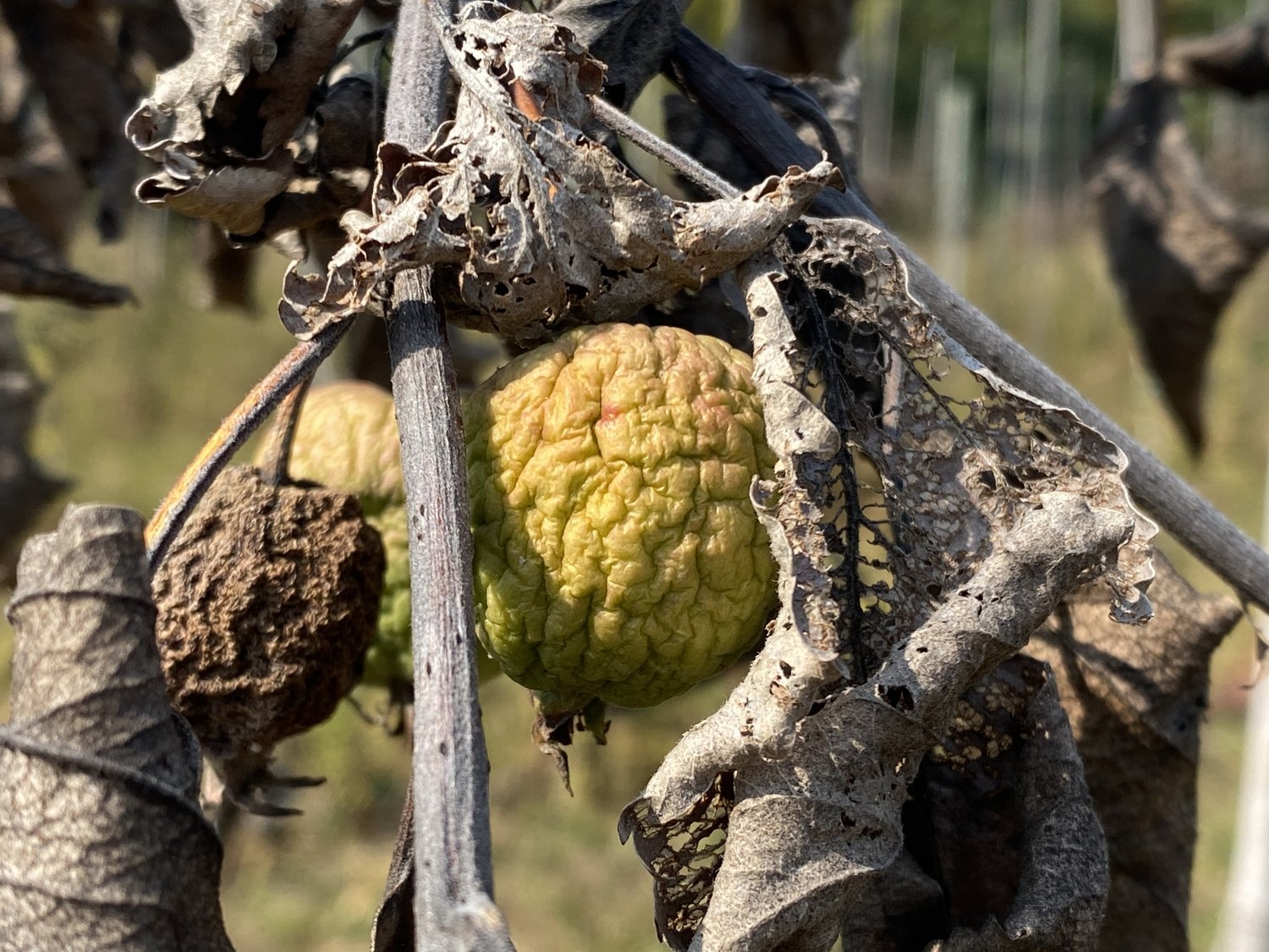 fruit tree diseases pictures