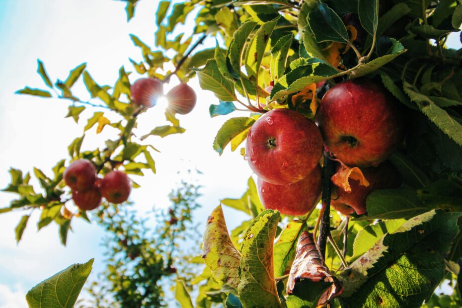 Fruit Tree Photos Download The BEST Free Fruit Tree Stock Photos U0026 HD Images