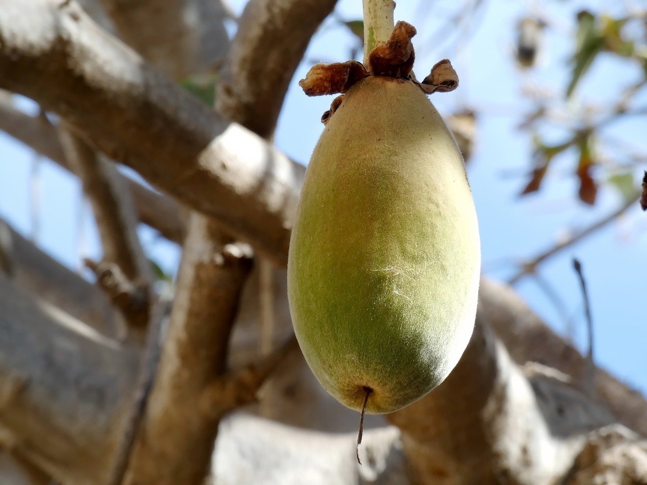 Fruit Trees From Africa Orchard Of Flavours