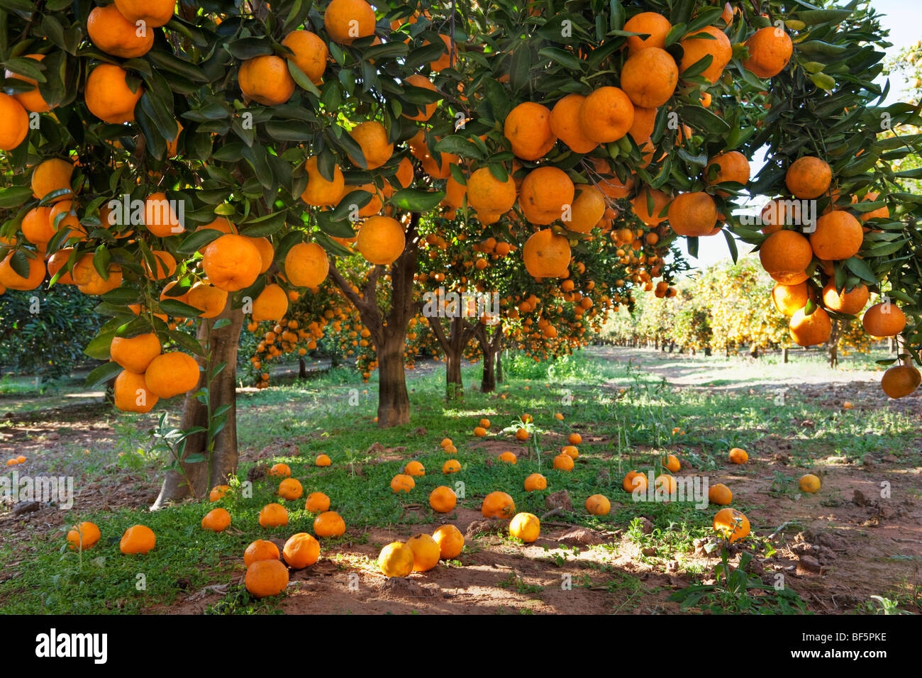fruit orchard pictures
