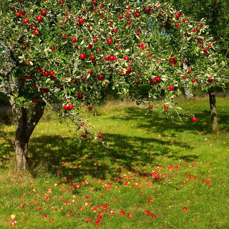 Fruit Trees Images Free Photos PNG Stickers Wallpapers U0026 Backgrounds Rawpixel