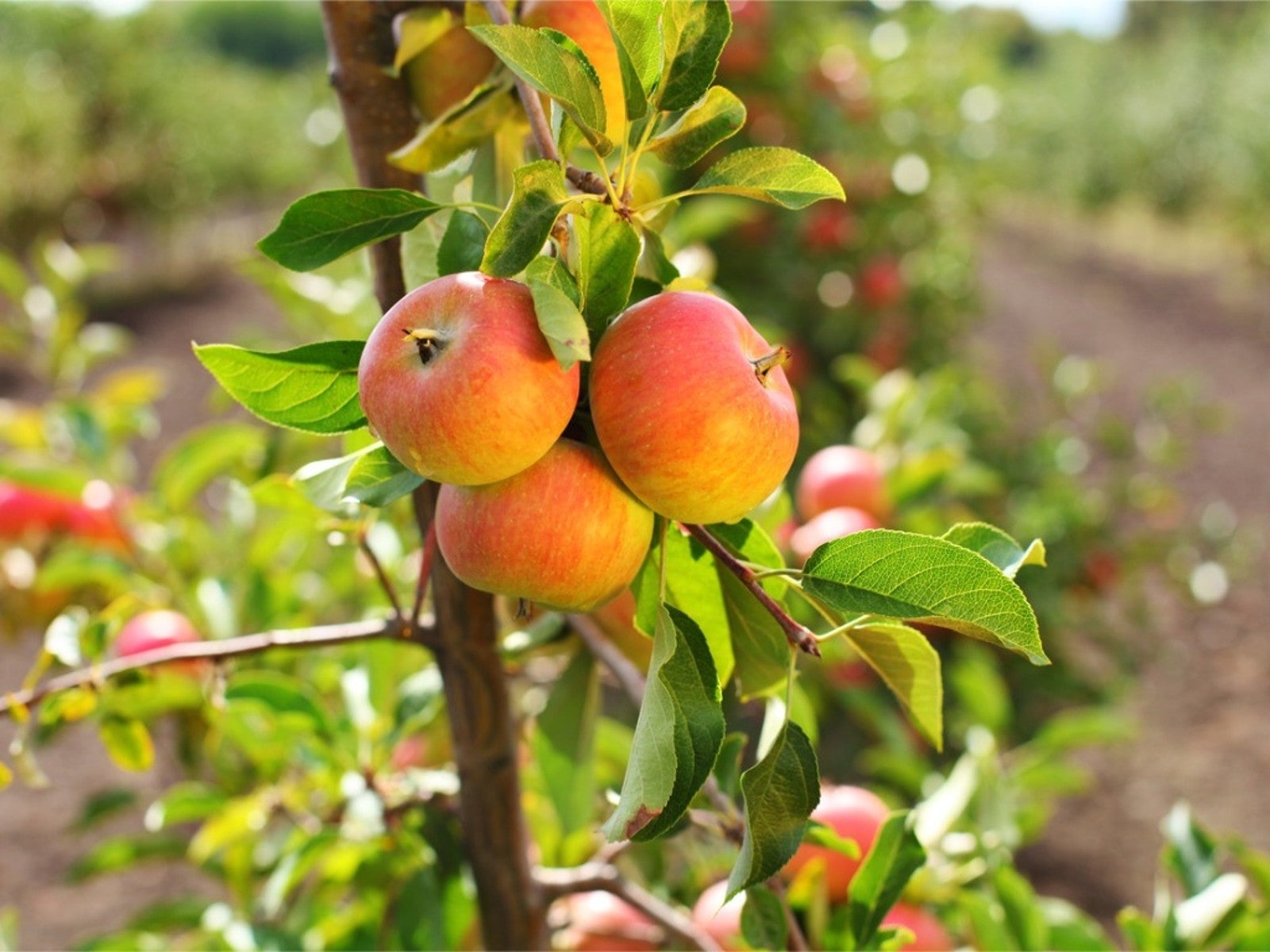 Fruit Trees That Grow Fast And Produce Fast Gardening Know How