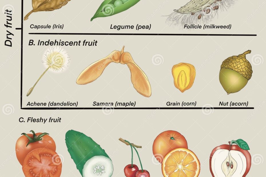 Fruit Types Set Of Various Types Of Plants Stock Illustration