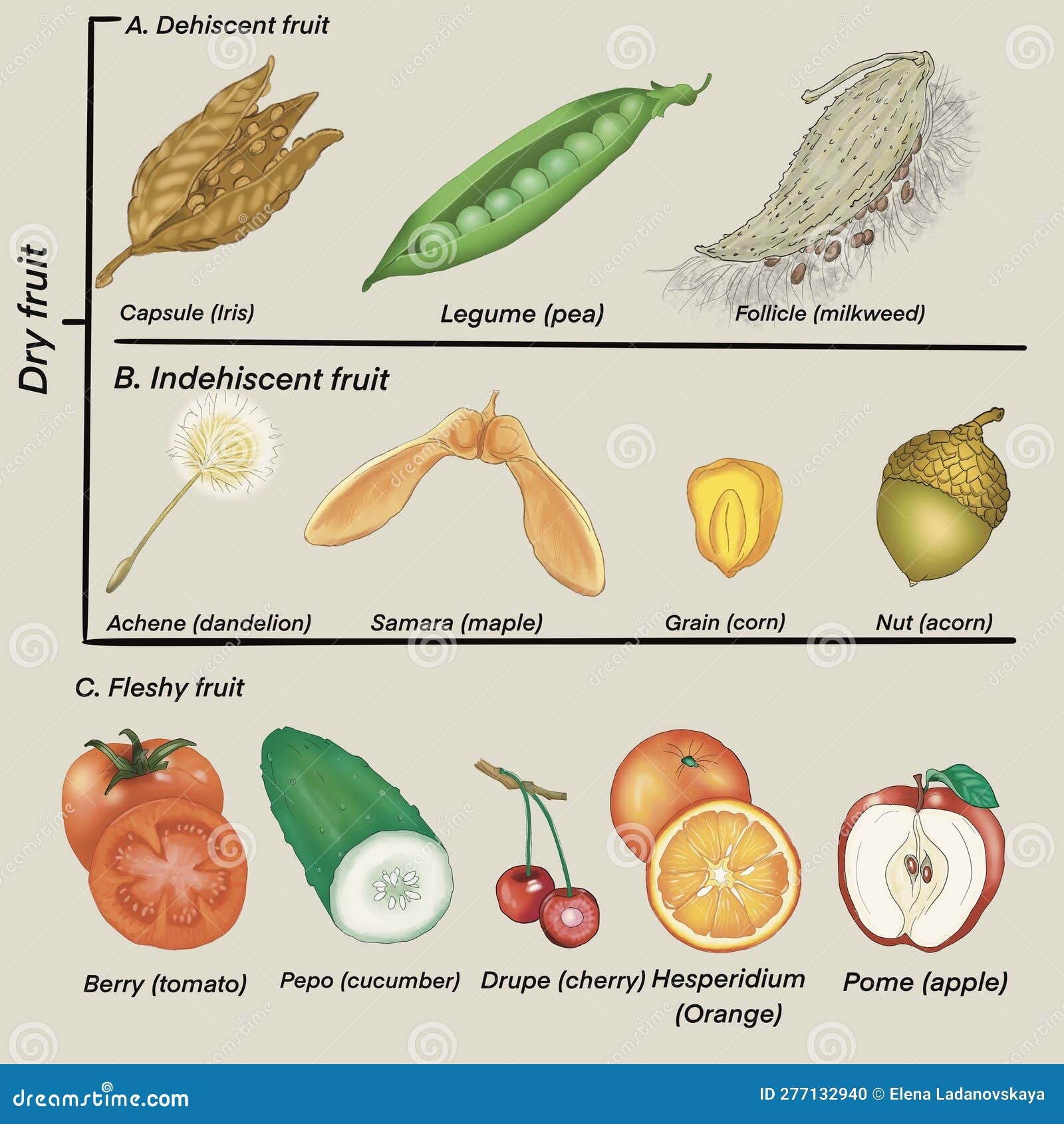 Fruit Types Set Of Various Types Of Plants Stock Illustration 