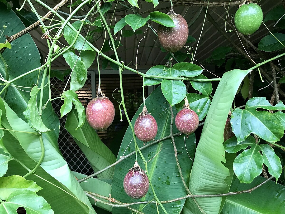 picture of vine fruit