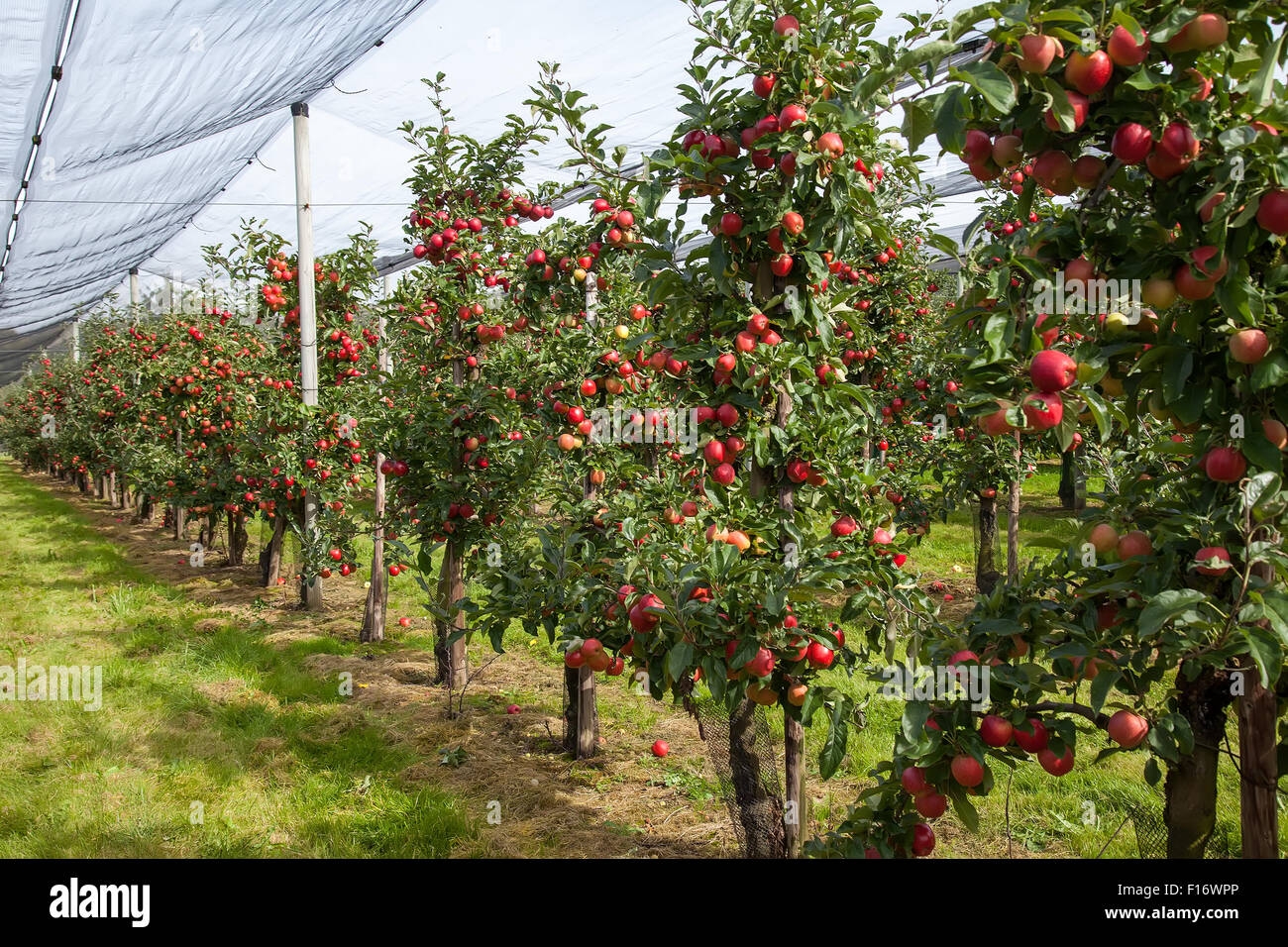 Fruits Farm Hi res Stock Photography And Images Alamy