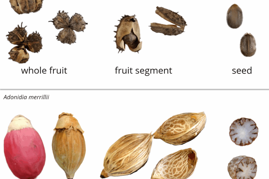 Fruits Fruit And Seed Family ID